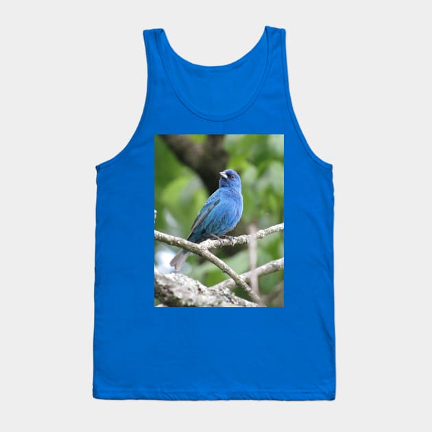 Indigo Bunting Tank Top by StormFroggo